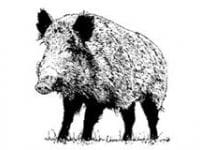 ACCA – Association de chasse