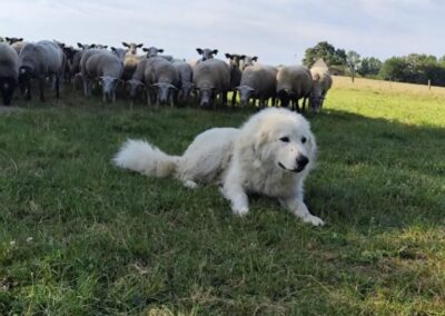 Dispositifs « Mon expérience avec les Chiens de Protection »