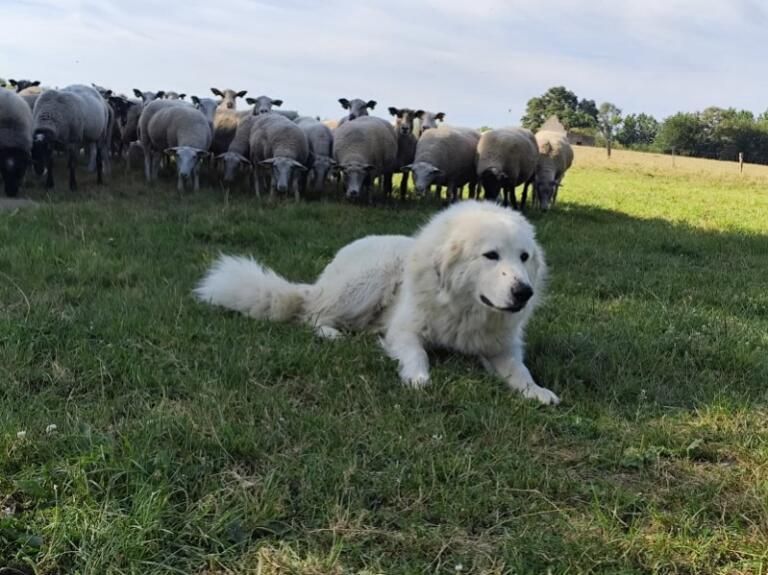 Dispositifs « Mon expérience avec les Chiens de Protection »